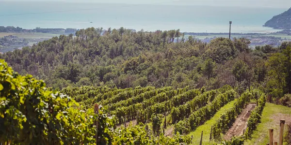 Landscape-vigneti