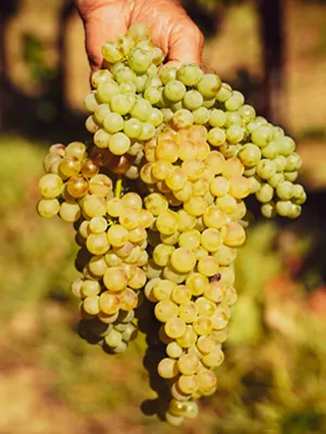 Uva-bianca